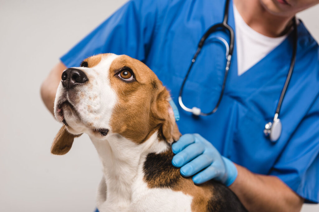 cropped view of veterinarian examining beagle dog.