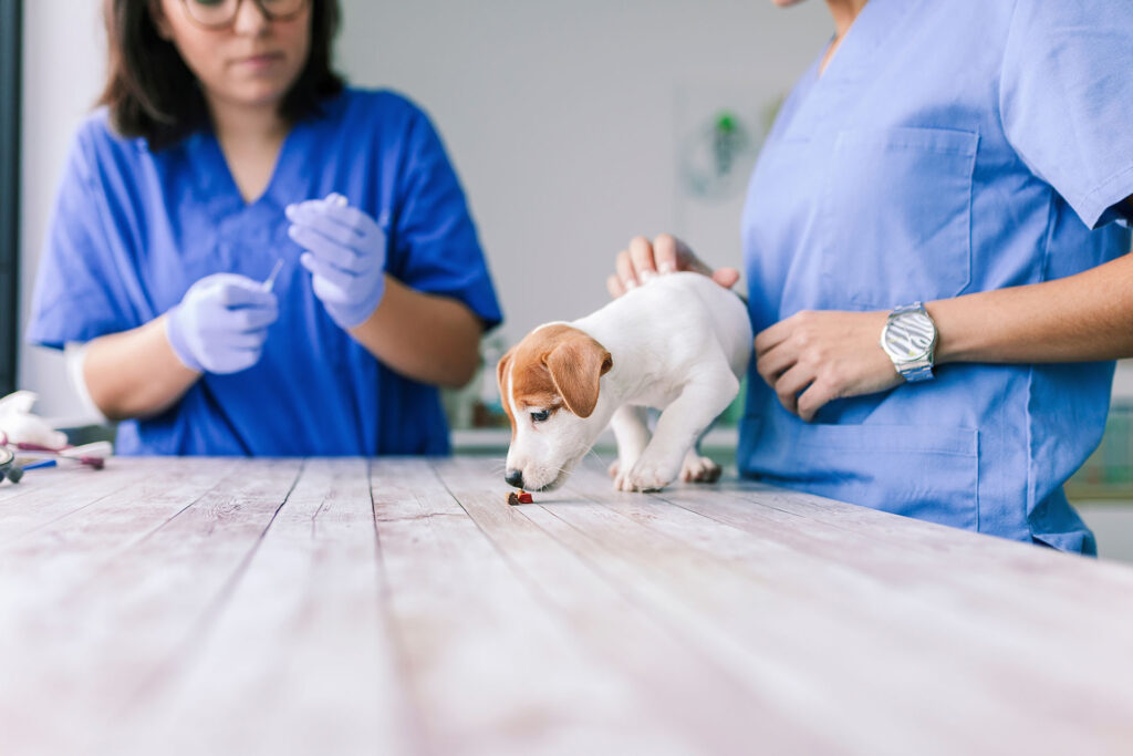 Veterinary with a dog for a deworming shot in the clinic.