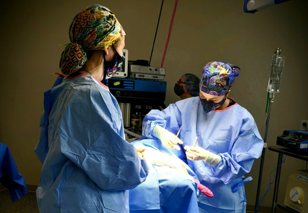 Pet surgical operation at Embassy Veterinary Center