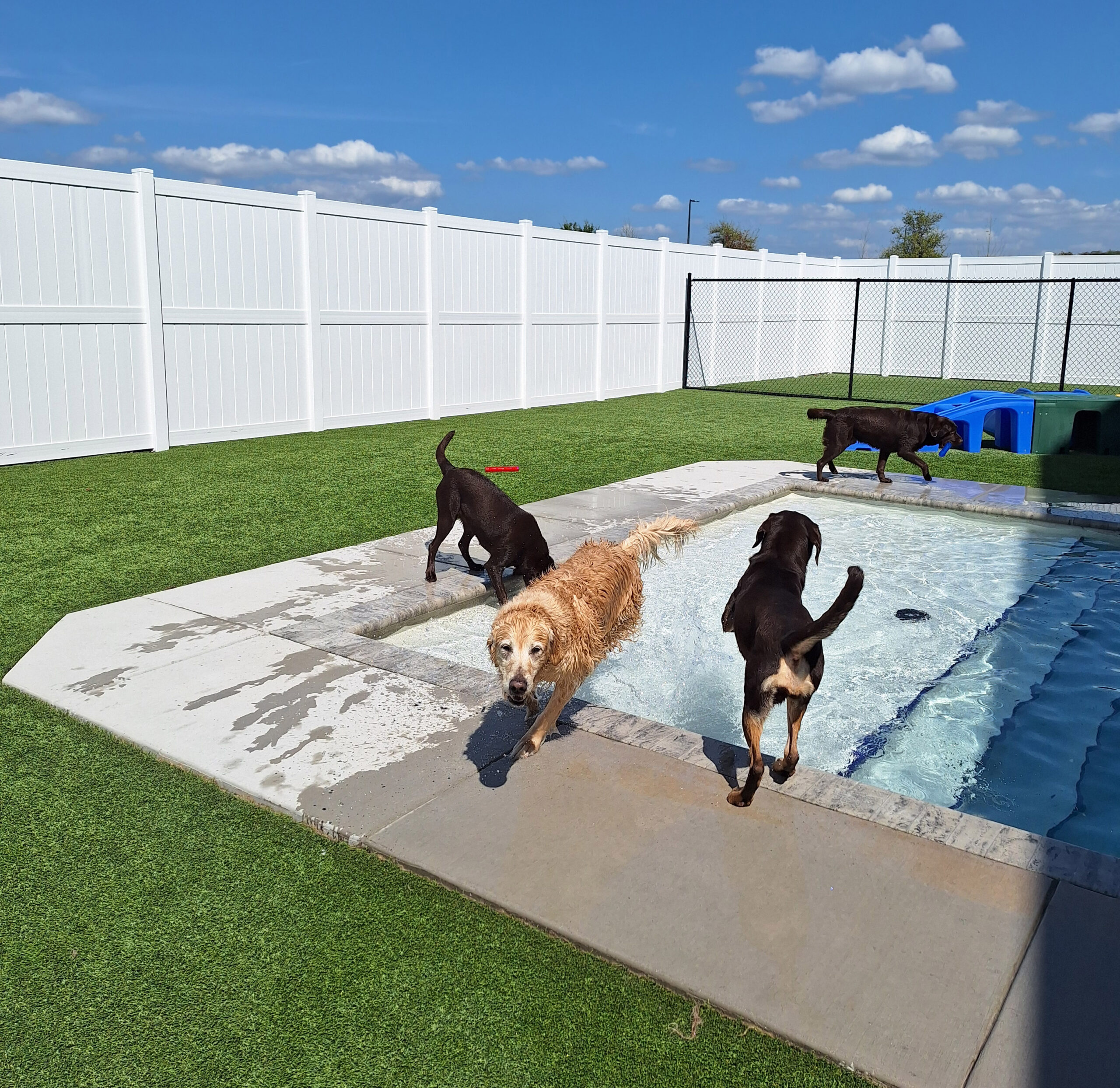 Dogs are playing in the pool.