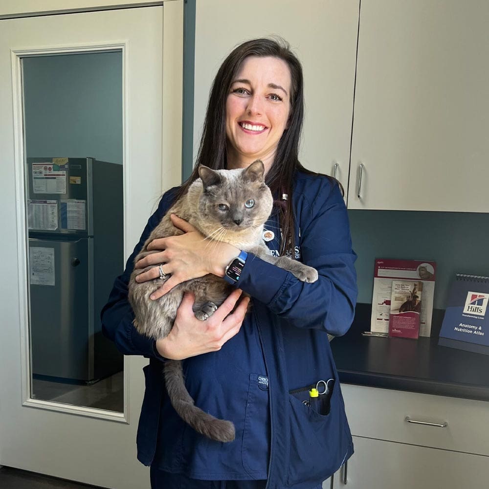 Cat Care in Knoxville, TN | Embassy Veterinary Center