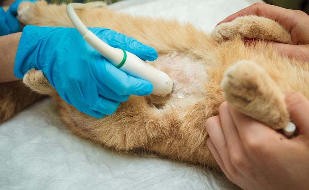 Close Up Of Cat Getting An Ultrasound