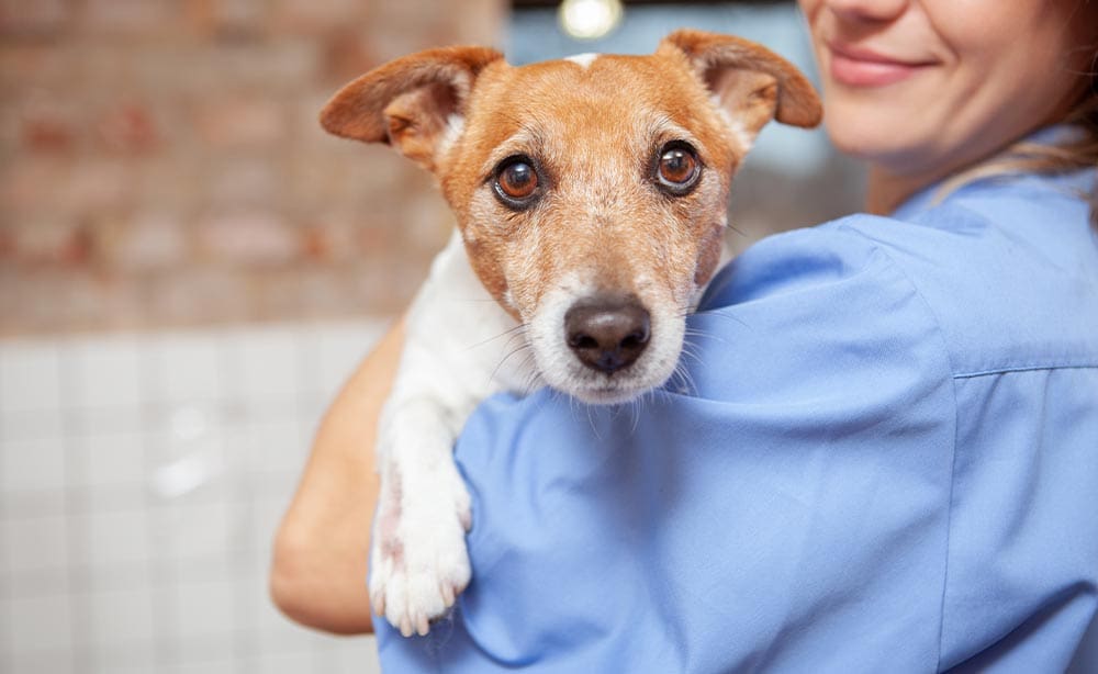 Close Up Of Doctor Holding Jack Russell Terrier