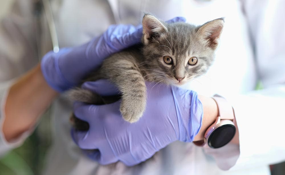 Close Up Of Doctor Holding Small Kitten