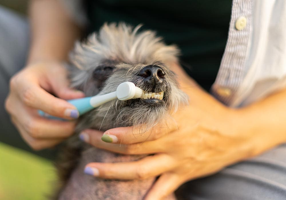 Close Up Of Woman Brushing Dogs Teeth With Toothbrush