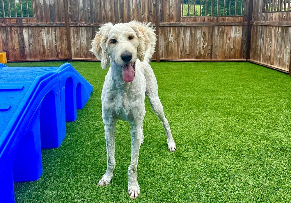 Happy Goldendoodle Outside During Daycare