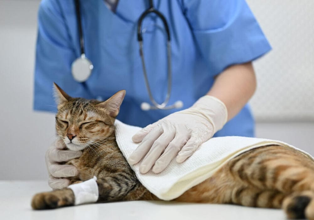 Veterinarian With Orthopedic Patient