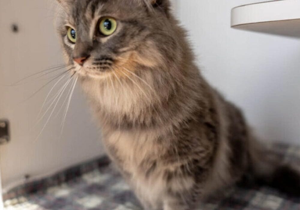 Cat And Dog Boarding In Knoxville Tn And Tampa Fl Cat And Dog Boarding In Knoxville Tn And Tampa Fl