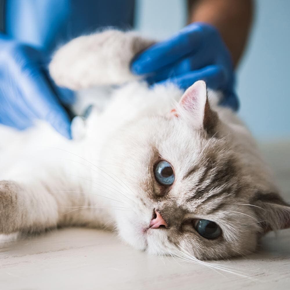 Cat Laying On Side While Doctor Checks Heart