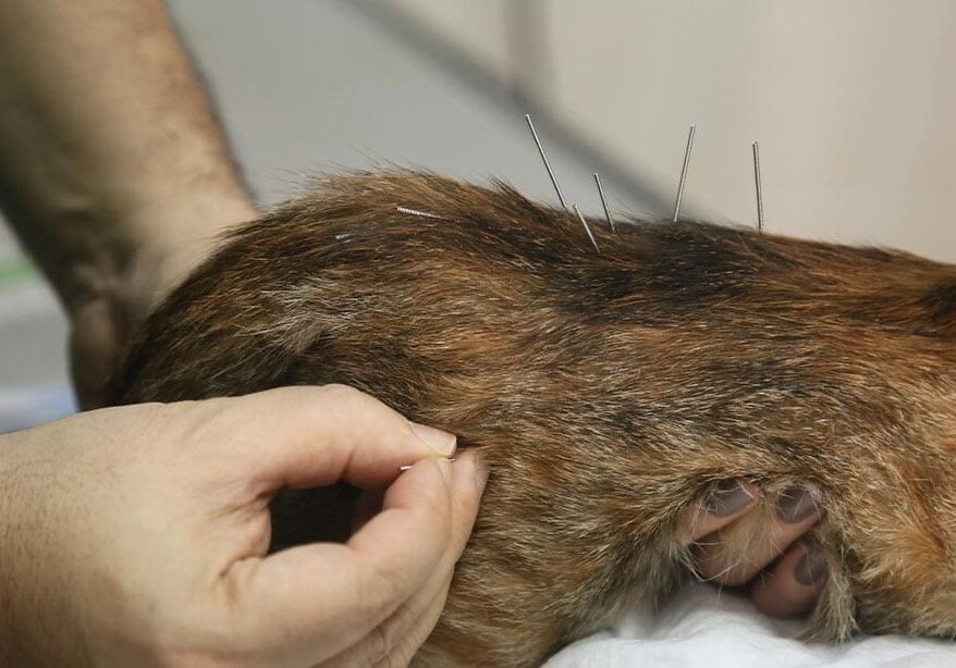 Close Up Of Acupuncture Therapy Of Cat