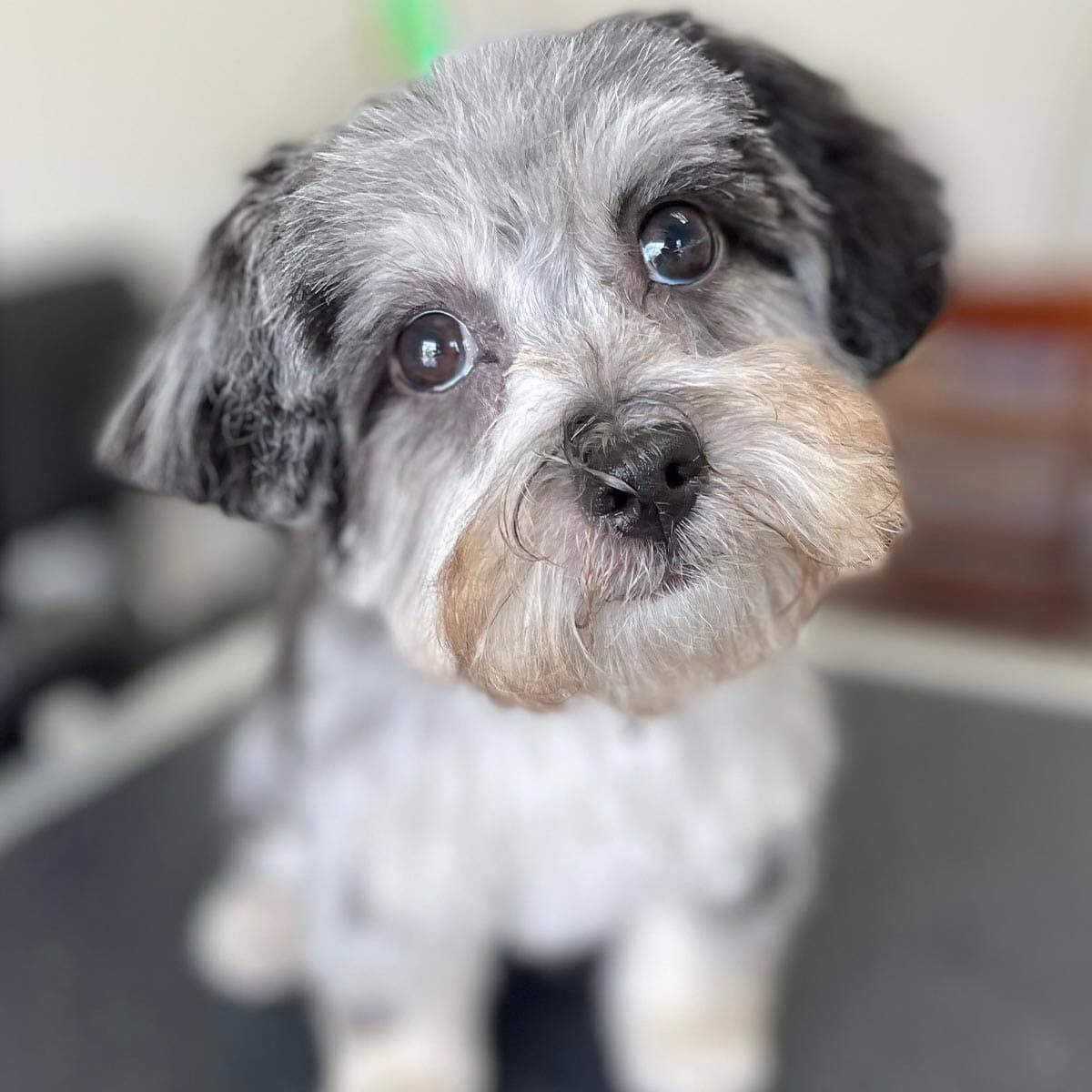 Close Up Of Groomed Dog