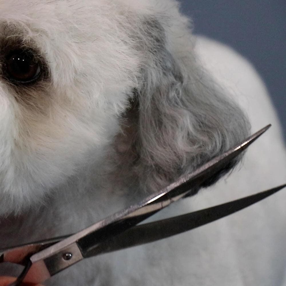 Close Up Of Scissors Trimming Ear Hair On Dog