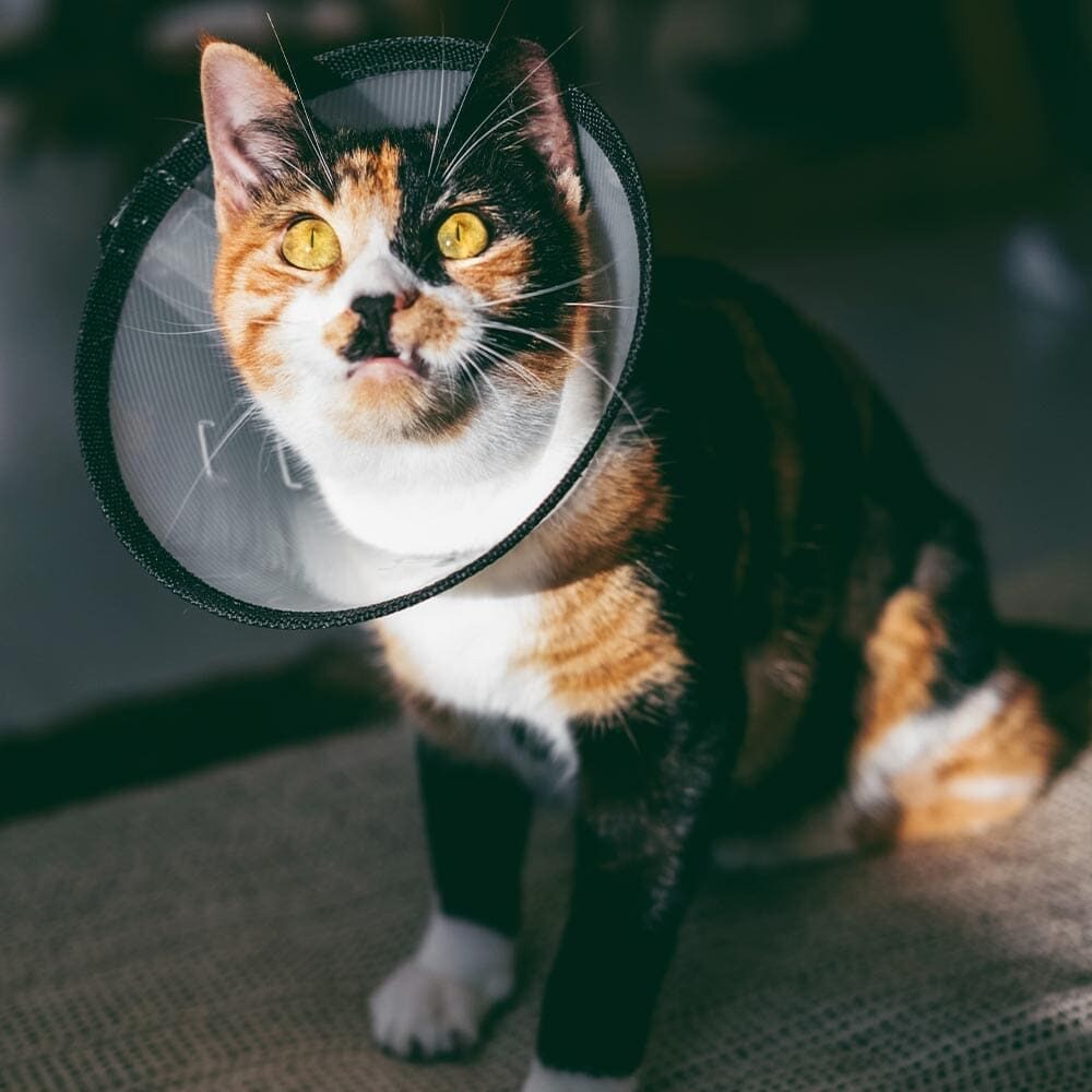 Close Up Of Tri Color Cat Wearing Cone