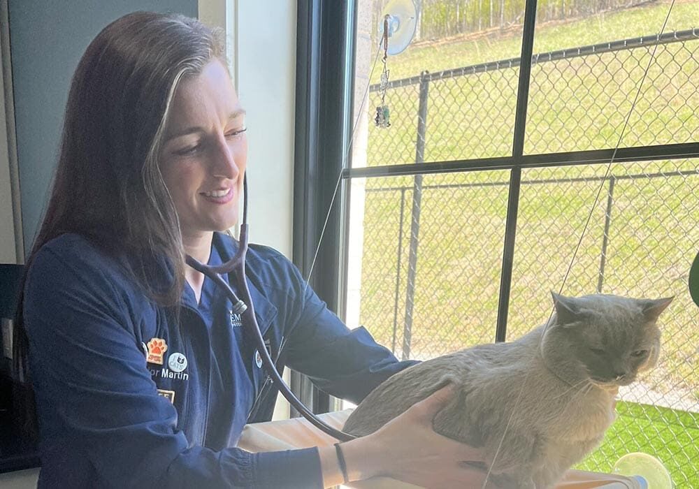 Doctor Checking Cats Heart In Cat Room