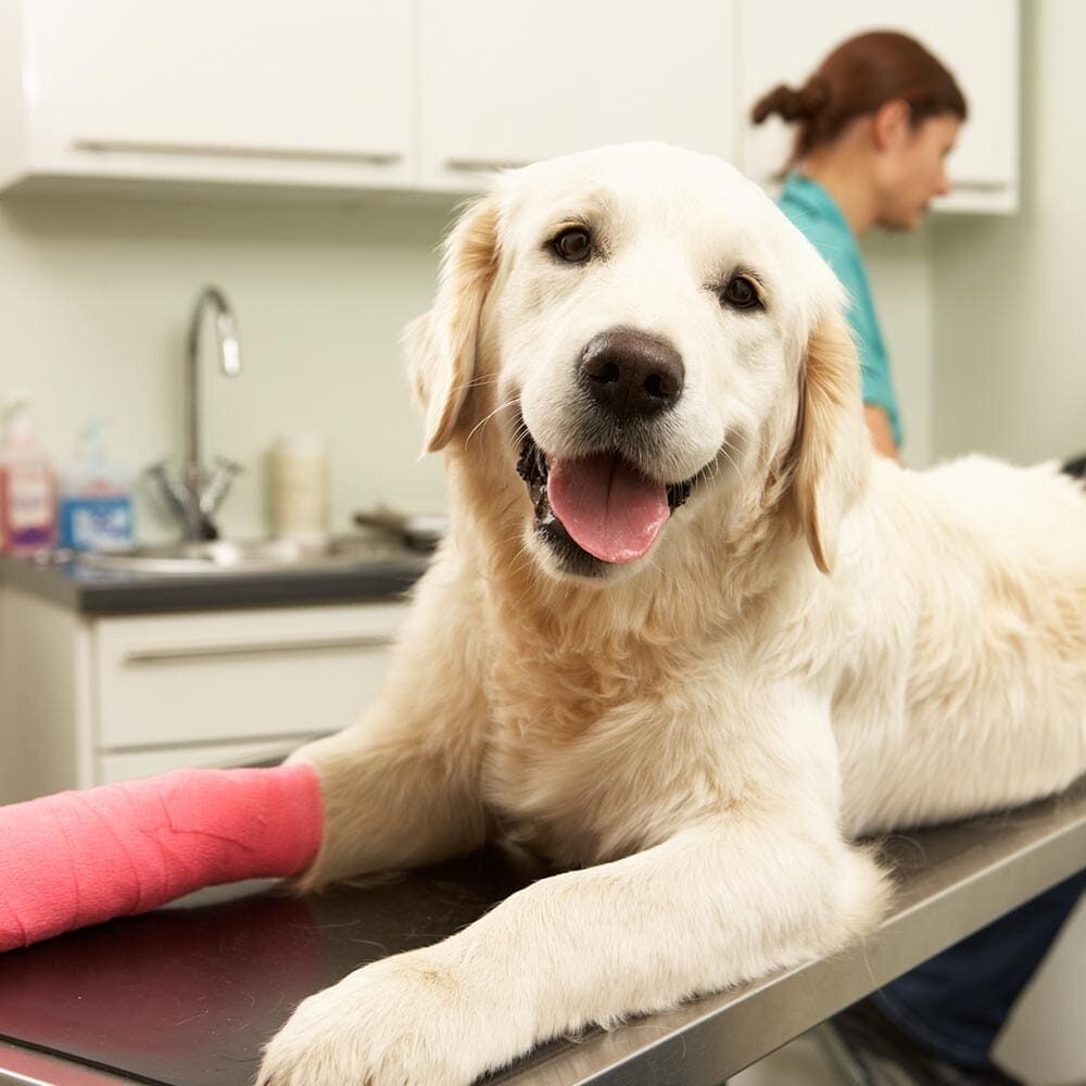 Dog And Cat Orthopedic Surgery In Knoxville Tn And Tampa Fl