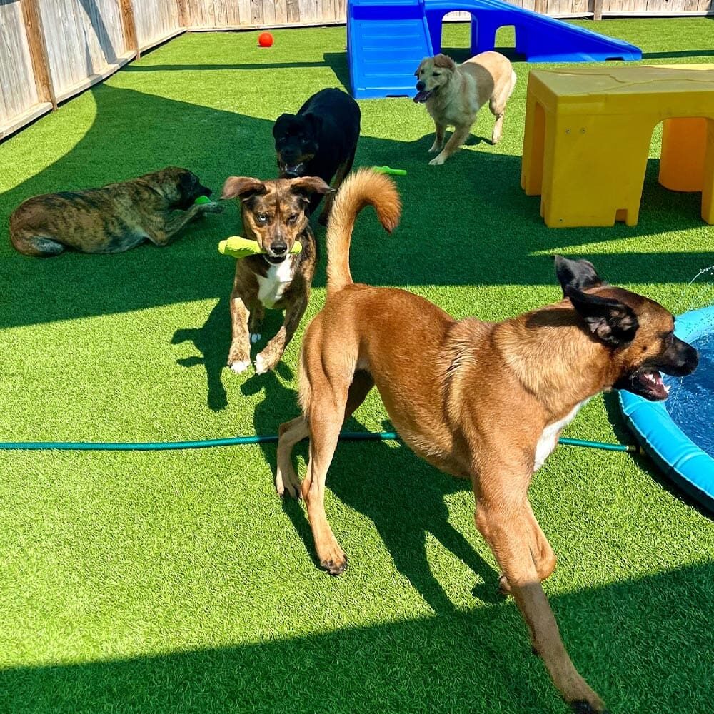 Dog Daycare In Knoxville Tn And Tampa Fl