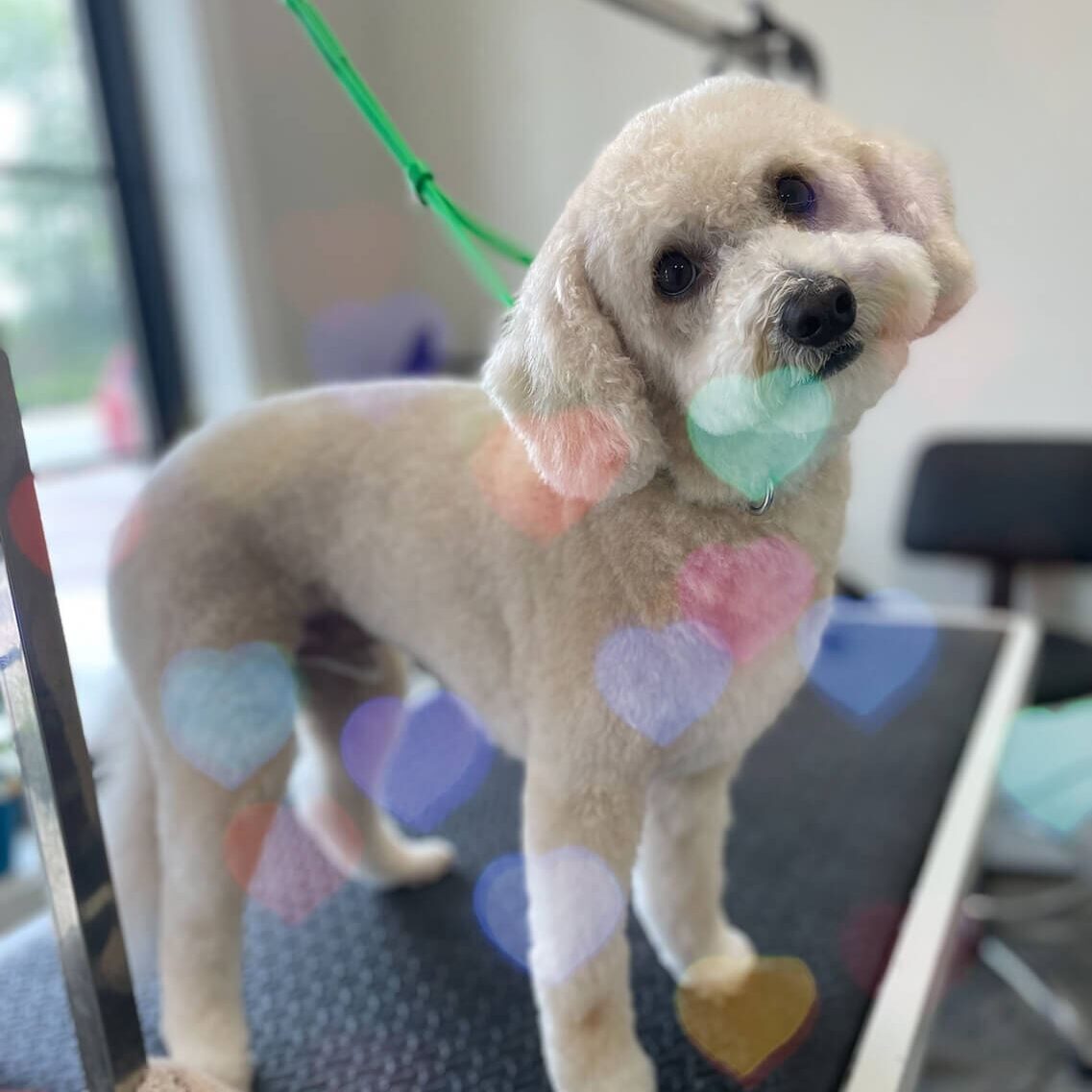 Dog On Grooming Table