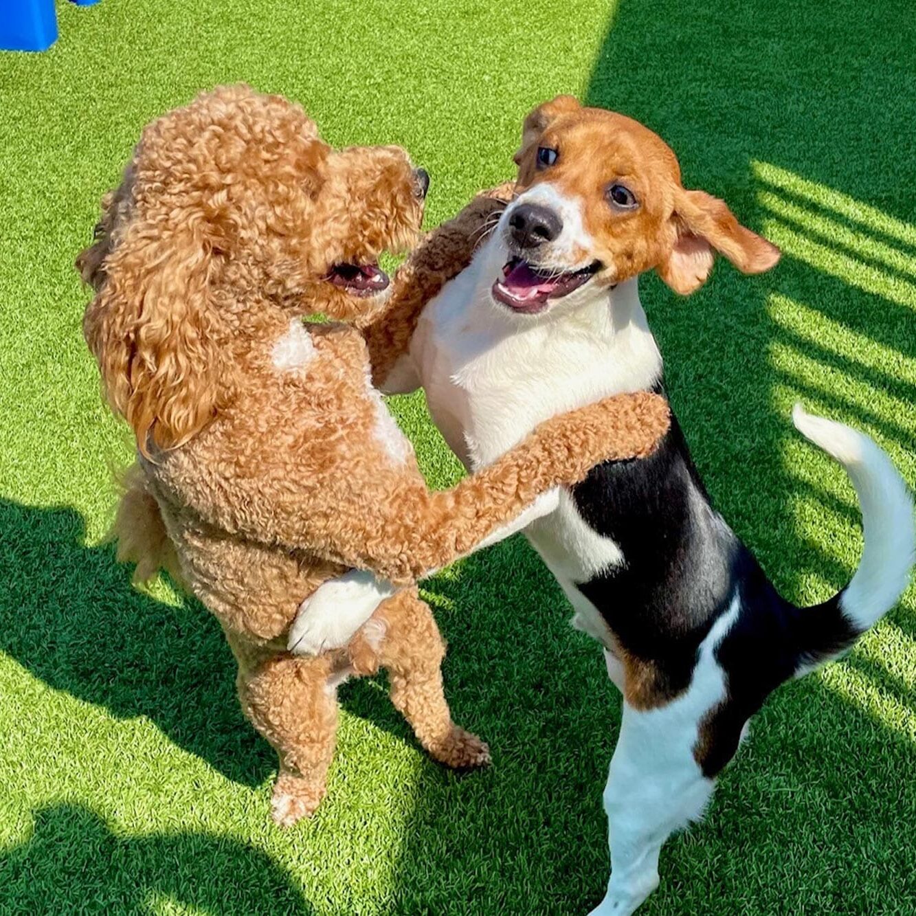 Doggy Friends Hugging