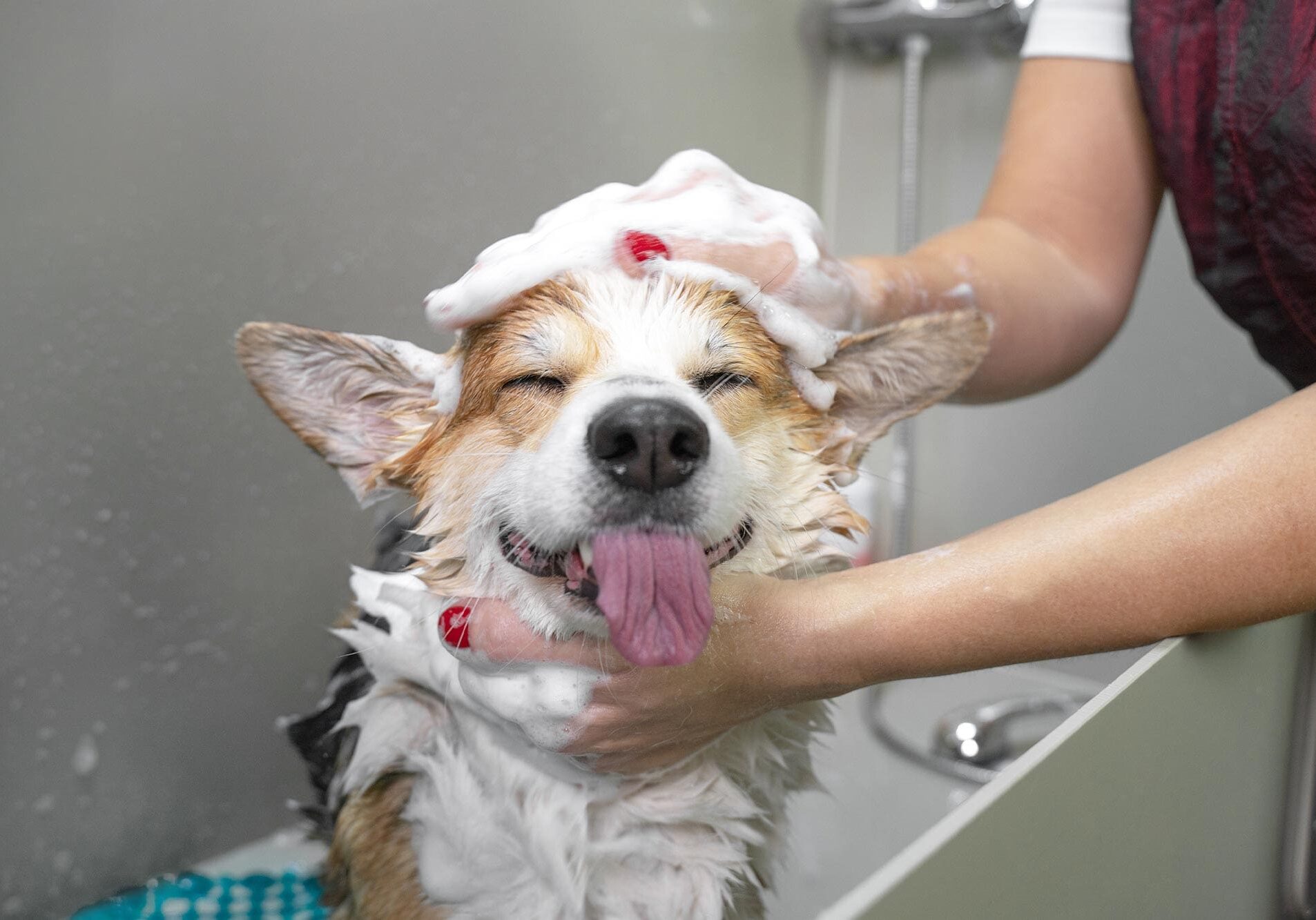 Grooming Consent Form At Embassy Veterinary Center Grooming Consent Form At Embassy Veterinary Center