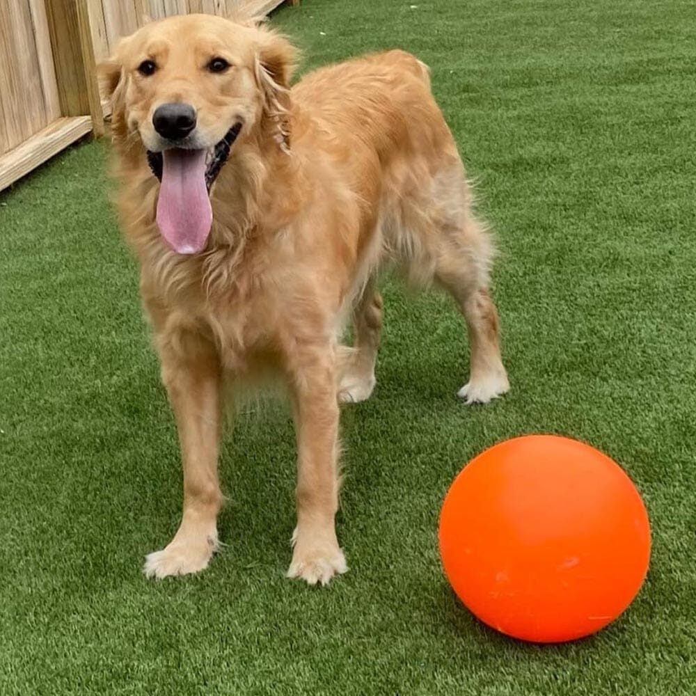 Happy Dog Playing With Ball Outside