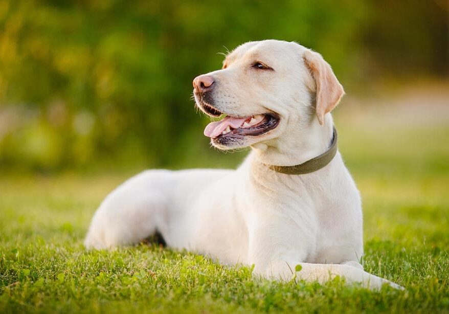 Happy Dog Sitting Outside In Grass