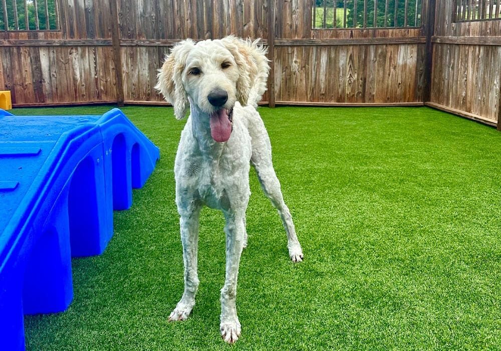 Happy Goldendoodle Outside During Daycare Happy Goldendoodle Outside During Daycare