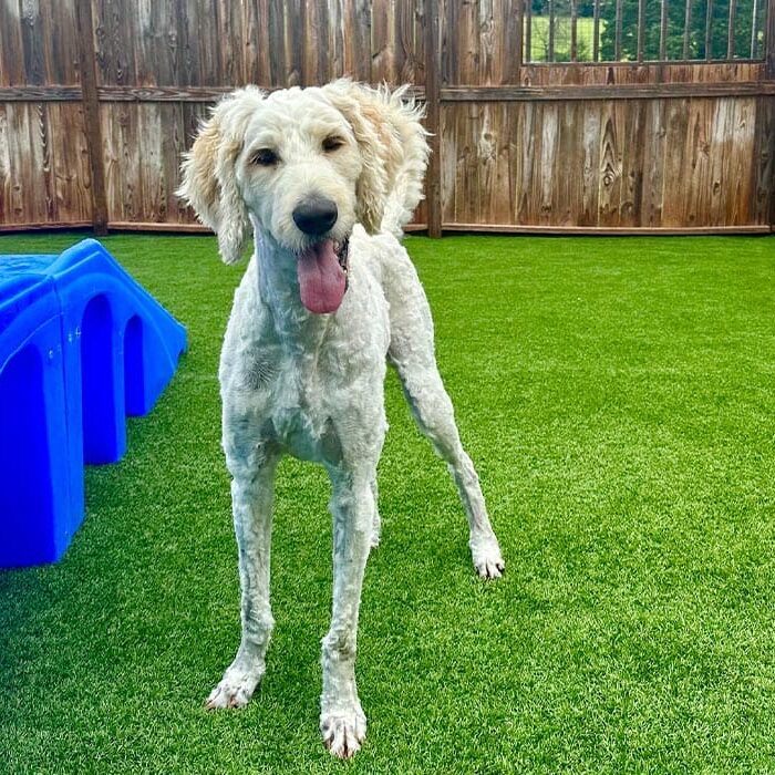 Happy Goldendoodle Outside During Daycare