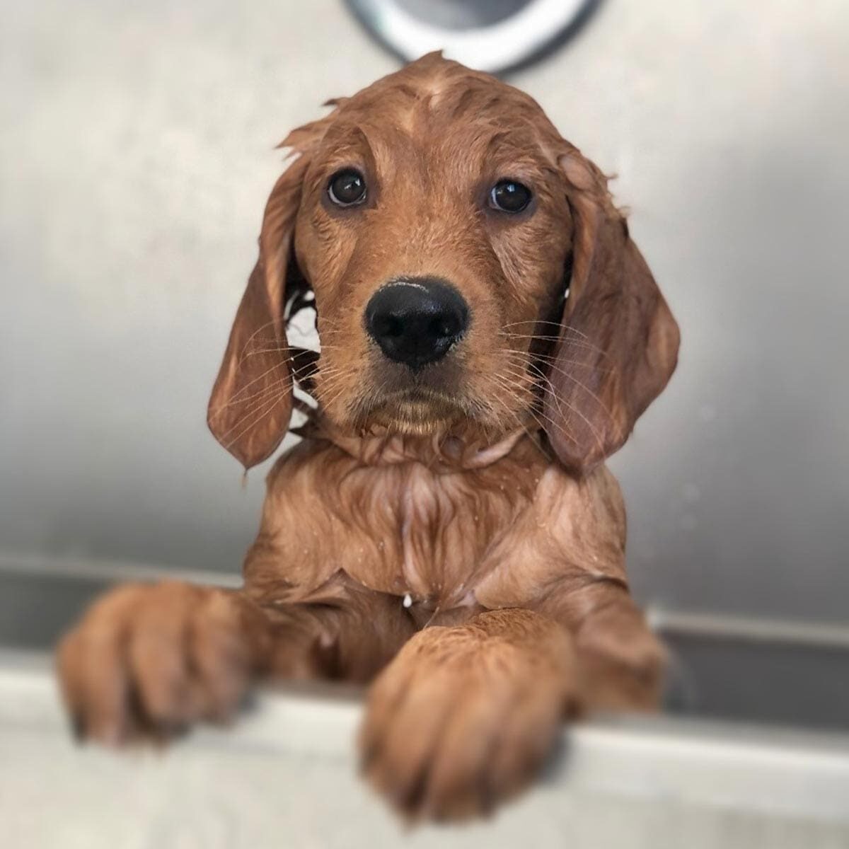 Puppy Getting A Bath