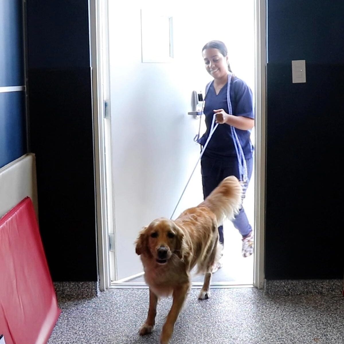 Staff Member Walking Dog Boarding Guest Inside Staff Member Walking Dog Boarding Guest Inside