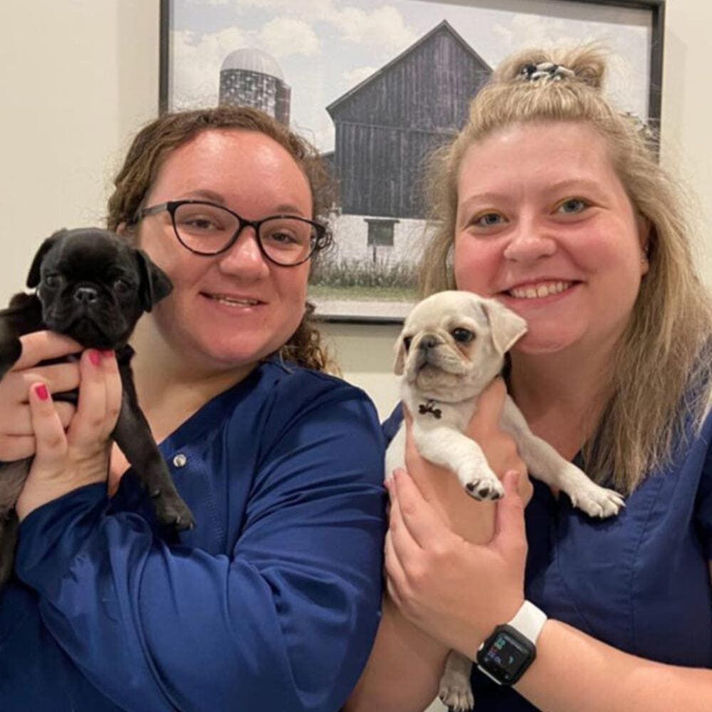 Staff Members Holding Small Pug Puppies