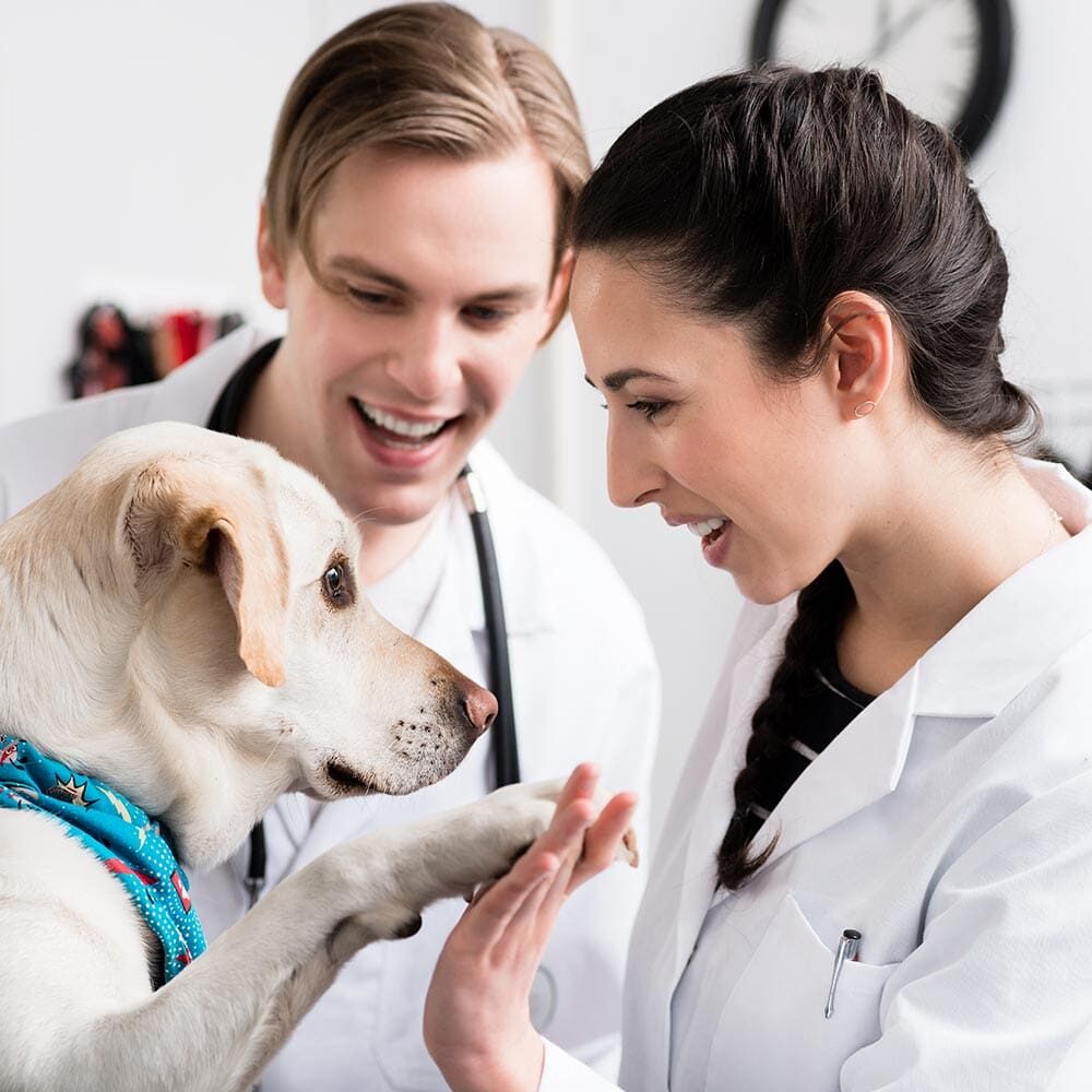 Veterinary Careers In Knoxville Tn And Tampa Fl