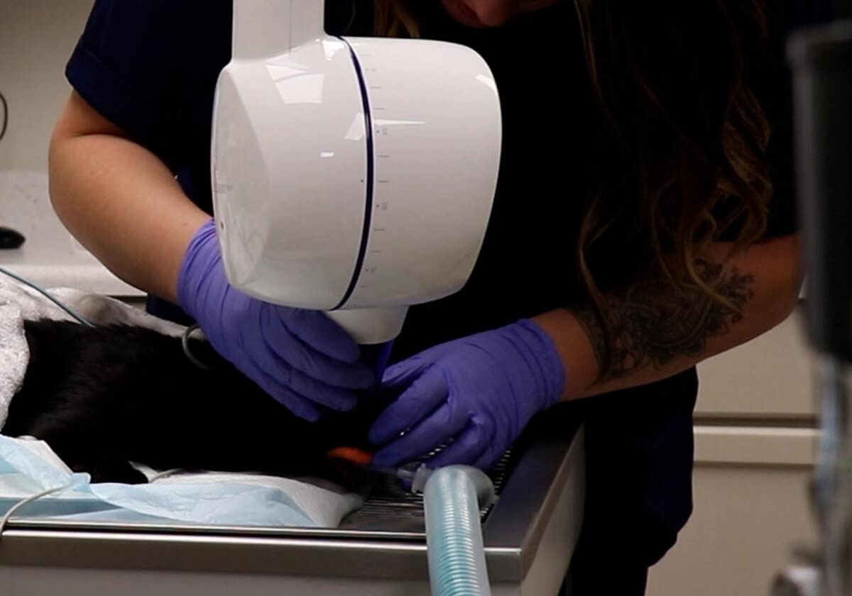 Veterinary Technician Taking Dental Xrays